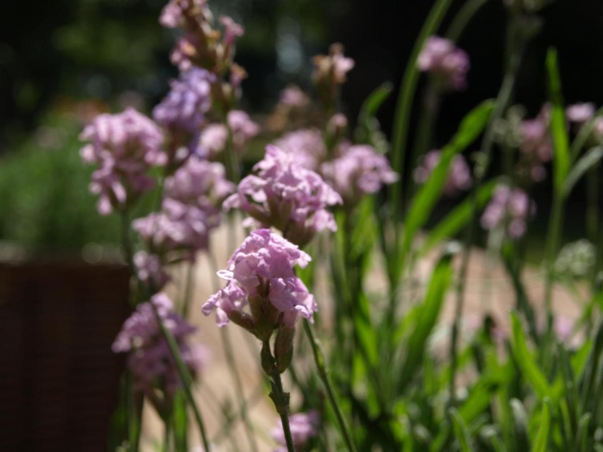 LichterveldeRosy Garden In The Winter别墅 外观 照片